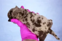 Chocolate Tri Merle Male, a male American Bully for sale in Orangeburg, SC – 4 of 5