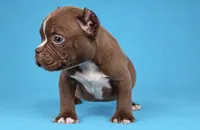 Chocolate Male , a male American Bully for sale in Orangeburg, SC – 3 of 5