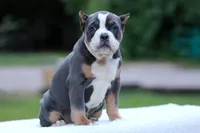 Blue Tri Female, a female American Bully for sale in Orangeburg, SC – 5 of 5