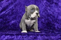 Brindle Female, a female American Bully for sale in Orangeburg, SC – 2 of 7