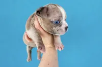 Fawn Merle Female, a female American Bully for sale in Orangeburg, SC – 2 of 3