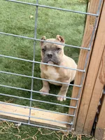 Fawn Male, a male American Bully for sale in Orangeburg, SC – 5 of 7
