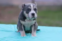 Blue Tri Female 2, a female American Bully for sale in Orangeburg, SC – Photo 4 of 6