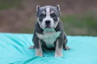 Blue Tri Female 2, a female American Bully for sale in Orangeburg, SC – Photo 1 of 6