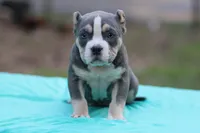 Blue Tri Female 2, a female American Bully for sale in Orangeburg, SC – Photo 6 of 6