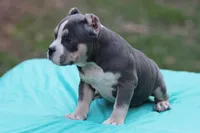 Blue Tri Female 2, a female American Bully for sale in Orangeburg, SC – Photo 5 of 6