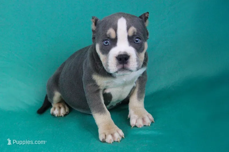 Blue Tri Female 2 – American Bully puppy for sale in Orangeburg, SC