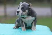 Blue Tri Female 2, a female American Bully for sale in Orangeburg, SC – Photo 2 of 6