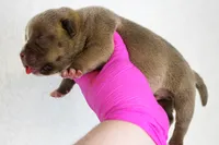Chocolate Male 2, a male American Bully for sale in Orangeburg, SC – 2 of 3