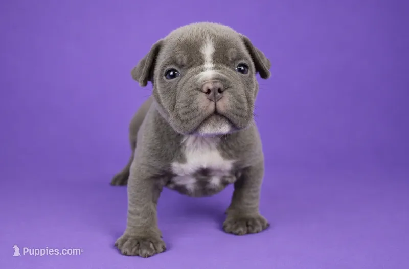 Lilac Female – American Bully puppy for sale in Orangeburg, SC