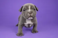 Lilac Female, a female American Bully for sale in Orangeburg, SC – 1 of 5