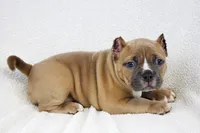 Fawn Female, a female American Bully for sale in Orangeburg, SC – 8 of 8