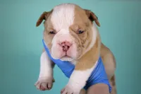 processed/4dd443c8-e511-45dd-9f85-13bfe7f8f8be/listing/0b500678-afd3-42fe-b2bf-b5b141e24ef7/423758b6-b5b1-4e68-b70b-0e102c6ef1a4