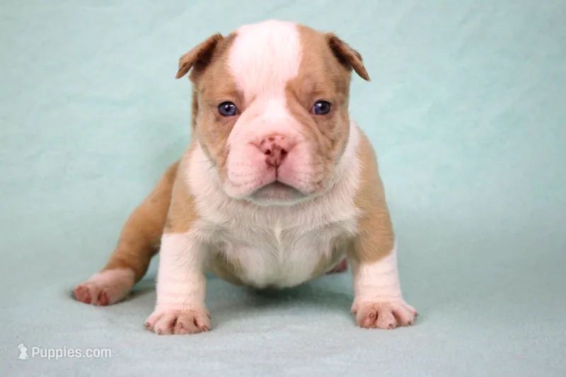 Chocolate Merle Male