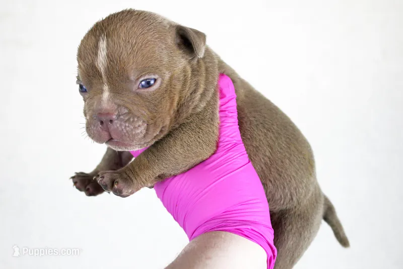Lilac Male – American Bully puppy for sale in Orangeburg, SC