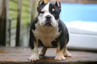 Black Tri Male, a male American Bully for sale in Orangeburg, SC – 3 of 7