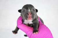 Blue Male, a male American Bully for sale in Orangeburg, SC – 2 of 3