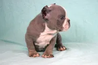 Lilac/white Male, a male American Bully for sale in Orangeburg, SC – Photo 4 of 6