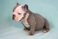 Lilac/white Male, a male American Bully for sale in Orangeburg, SC – Photo 2 of 6