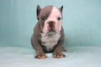 Lilac/white Male, a male American Bully for sale in Orangeburg, SC – Photo 5 of 6