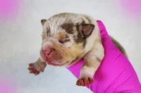 Chocolate Tri Merle Female, a female American Bully for sale in Orangeburg, SC – 2 of 6
