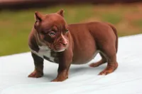 Chocolate Trindle Female, a female American Bully for sale in Orangeburg, SC – 4 of 10