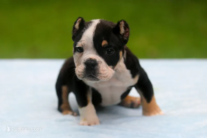 Black Tri Male – American Bully puppy on hold in Orangeburg, SC