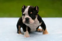Black Tri Male, a male American Bully for sale in Orangeburg, SC – 1 of 6