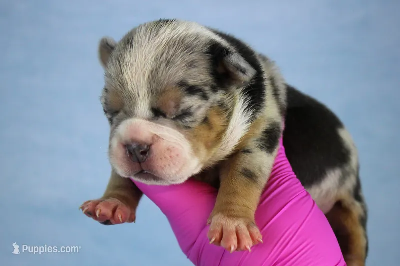 Black Tri Merle Male – American Bully puppy for sale in Orangeburg, SC
