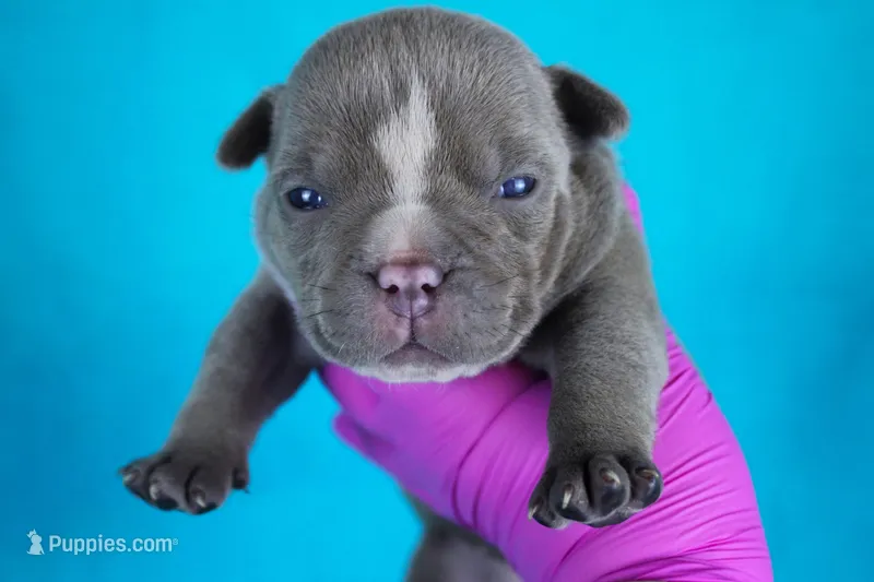 Lilac Female – American Bully puppy for sale in Orangeburg, SC