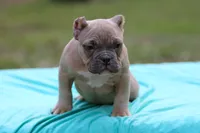 Fawn Male, a male American Bully for sale in Orangeburg, SC – 3 of 7