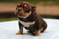 Chocolate Tri Male, a male American Bully for sale in Orangeburg, SC – 2 of 10