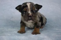 Black Tri Merle Male, a male American Bulldog for sale in Orangeburg, SC – 3 of 5