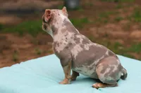 Lilac Tri Merle Female, a female American Bully for sale in Orangeburg, SC – 5 of 6