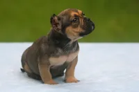 Sable Male, a male American Bully for sale in Orangeburg, SC – 6 of 7