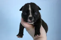 Black Male, a male American Bully for sale in Orangeburg, SC – 3 of 5