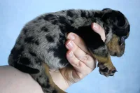 Black Tri Merle Male, a male American Bulldog for sale in Orangeburg, SC – 4 of 5