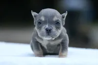 Blue Tri, a female American Bully for sale in Orangeburg, SC – 3 of 4