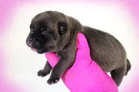 Black Seal Female, a female American Bully for sale in Orangeburg, SC – 2 of 3