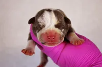 Chocolate Tri Merle Male, a male American Bully for sale in Orangeburg, SC – 4 of 5