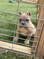 Fawn Male, a male American Bully for sale in Orangeburg, SC – 7 of 7