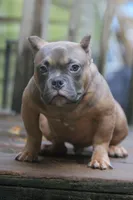 Fawn Male, a male American Bully for sale in Orangeburg, SC – 3 of 5