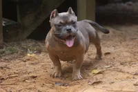 Fawn Male, a male American Bully for sale in Orangeburg, SC – 5 of 5