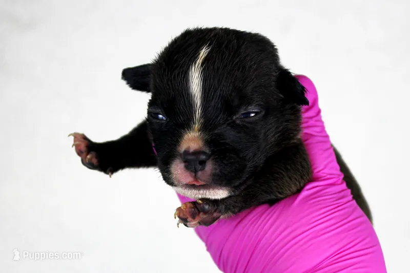 Black Male – American Bully puppy for sale in Orangeburg, SC