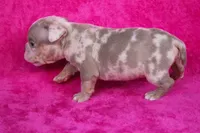 Lilac Tri Merle Female, a female American Bully for sale in Orangeburg, SC – Photo 5 of 6