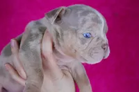 Lilac Tri Merle Female, a female American Bully for sale in Orangeburg, SC – Photo 6 of 6