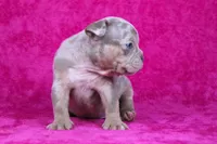 Lilac Tri Merle Female, a female American Bully for sale in Orangeburg, SC – Photo 3 of 6