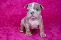 Lilac Tri Merle Female, a female American Bully for sale in Orangeburg, SC – Photo 4 of 6
