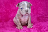 Lilac Tri Merle Female, a female American Bully for sale in Orangeburg, SC – Photo 1 of 6