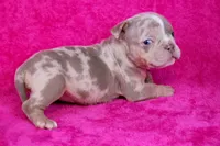 Lilac Tri Merle Female, a female American Bully for sale in Orangeburg, SC – Photo 2 of 6